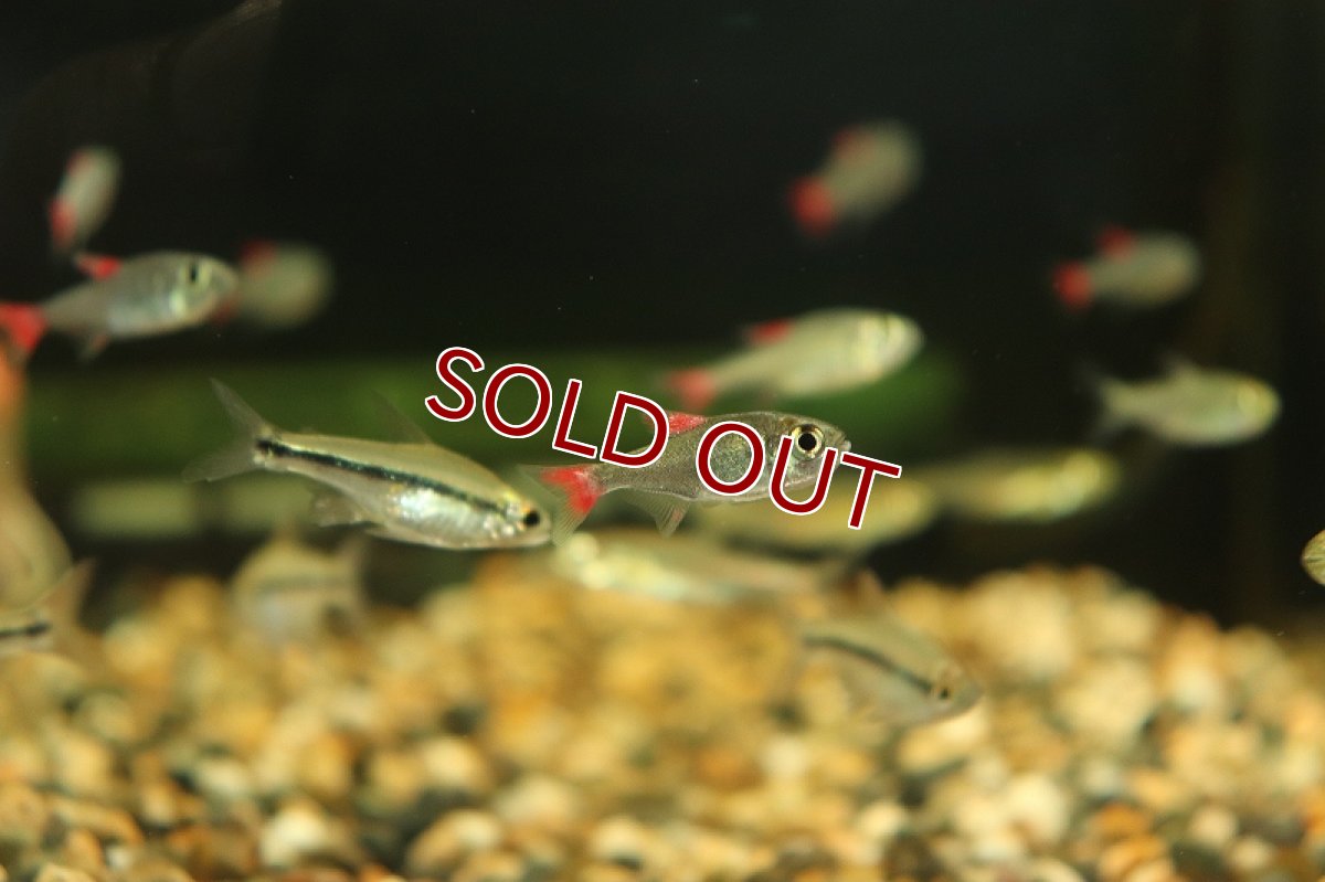 画像8: 【淡水魚】レア種 ハイフェソブリコン エイリョス アルトアラグアイア産 ワイルド【1匹】（生体）(珍カラ)（熱帯魚）NKCK (8)