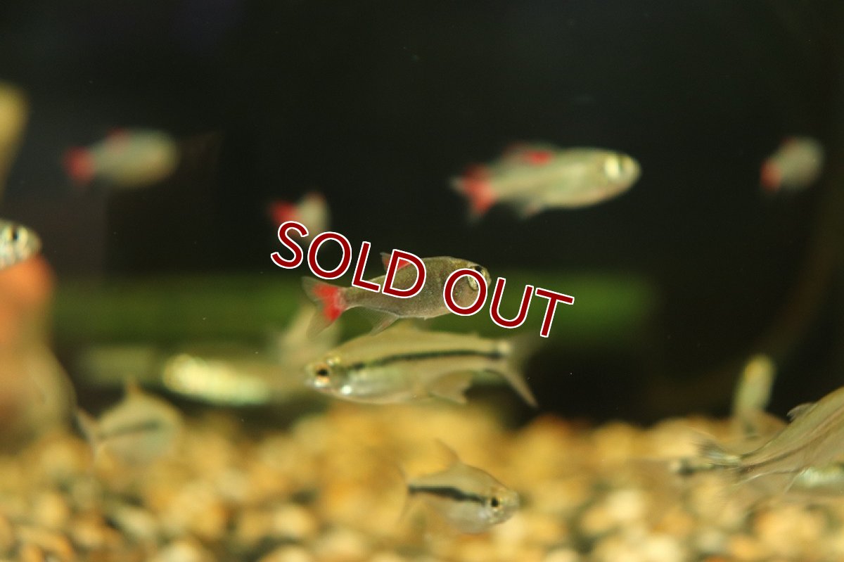 画像9: 【淡水魚】レア種 ハイフェソブリコン エイリョス アルトアラグアイア産 ワイルド【1匹】（生体）(珍カラ)（熱帯魚）NKCK (9)