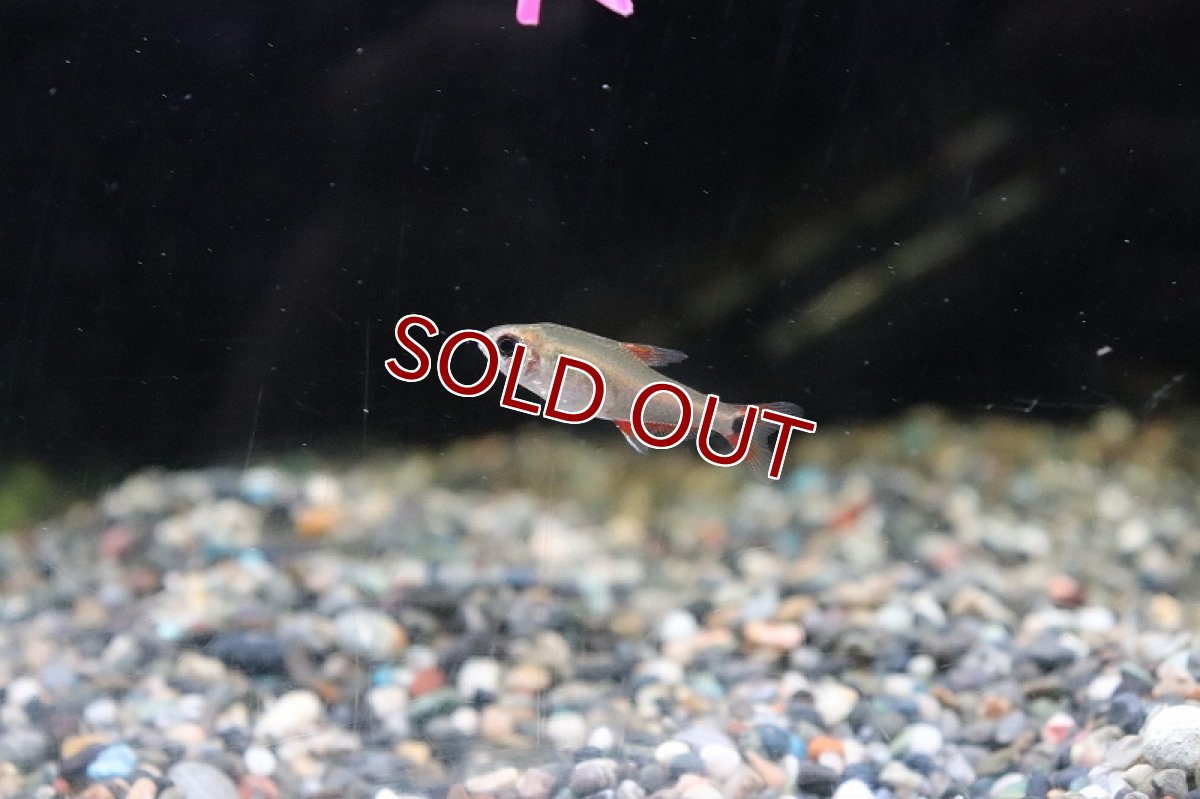 画像2: 【淡水魚】【通販】ハイフェソブリコンsp ニューベルメーリョ カシンボ産 ワイルド【1匹 サンプル画像】（生体）(珍カラ)（熱帯魚）NKCK (2)