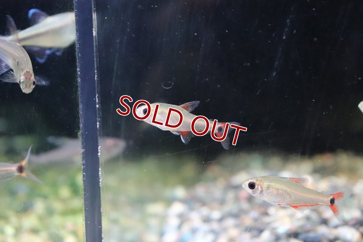 画像3: 【淡水魚】【通販】ハイフェソブリコンsp ニューベルメーリョ カシンボ産 ワイルド【1匹 サンプル画像】（生体）(珍カラ)（熱帯魚）NKCK (3)