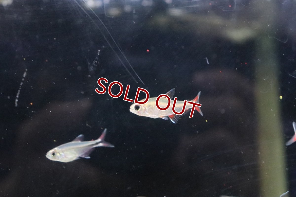 画像4: 【淡水魚】【通販】ハイフェソブリコンsp ニューベルメーリョ カシンボ産 ワイルド【1匹 サンプル画像】（生体）(珍カラ)（熱帯魚）NKCK (4)