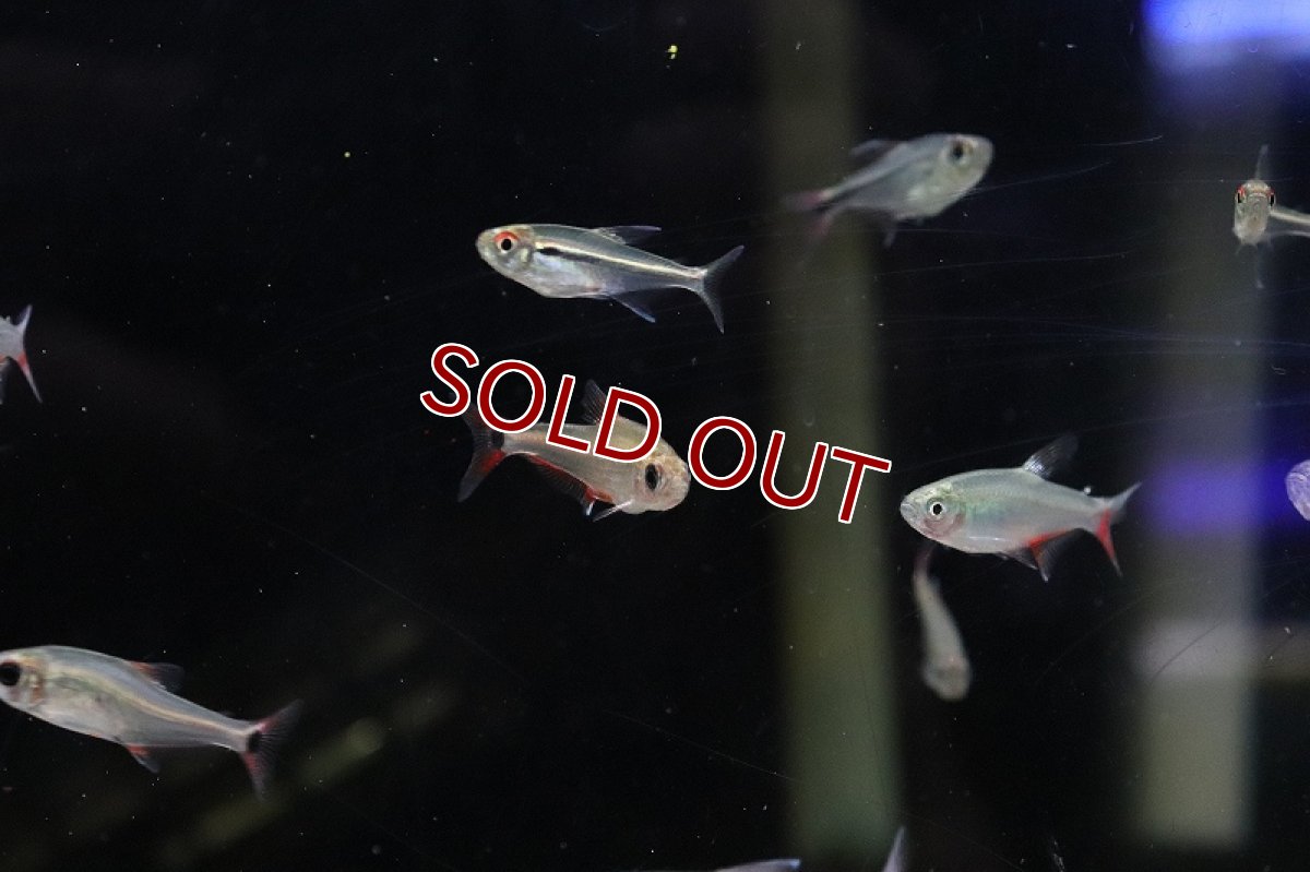 画像5: 【淡水魚】【通販】ハイフェソブリコンsp ニューベルメーリョ カシンボ産 ワイルド【1匹 サンプル画像】（生体）(珍カラ)（熱帯魚）NKCK (5)