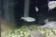 画像1: 【淡水魚】【通販】ヘミグラムス エレガンス ワイルド【1匹】（生体）(珍カラ)（熱帯魚）NKCK (1)