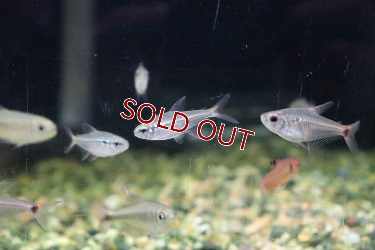 画像2: 【淡水魚】ヘミグラムス エレガンス ワイルド【1匹】（生体）(珍カラ)（熱帯魚）NKCK (2)