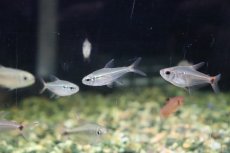 画像2: 【淡水魚】【通販】ヘミグラムス エレガンス ワイルド【1匹】（生体）(珍カラ)（熱帯魚）NKCK (2)