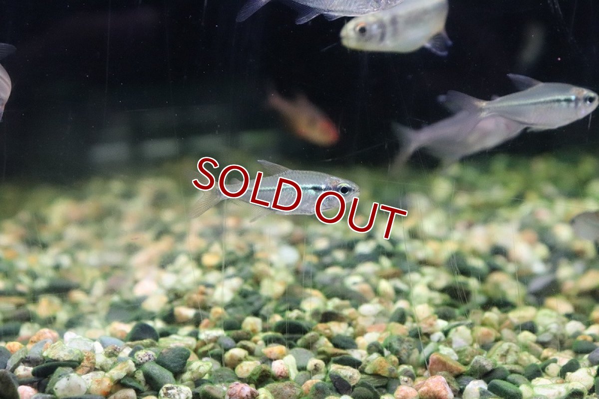 画像3: 【淡水魚】ヘミグラムス エレガンス ワイルド【1匹】（生体）(珍カラ)（熱帯魚）NKCK (3)