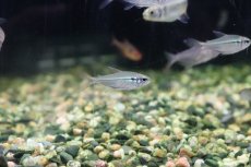 画像3: 【淡水魚】【通販】ヘミグラムス エレガンス ワイルド【1匹】（生体）(珍カラ)（熱帯魚）NKCK (3)