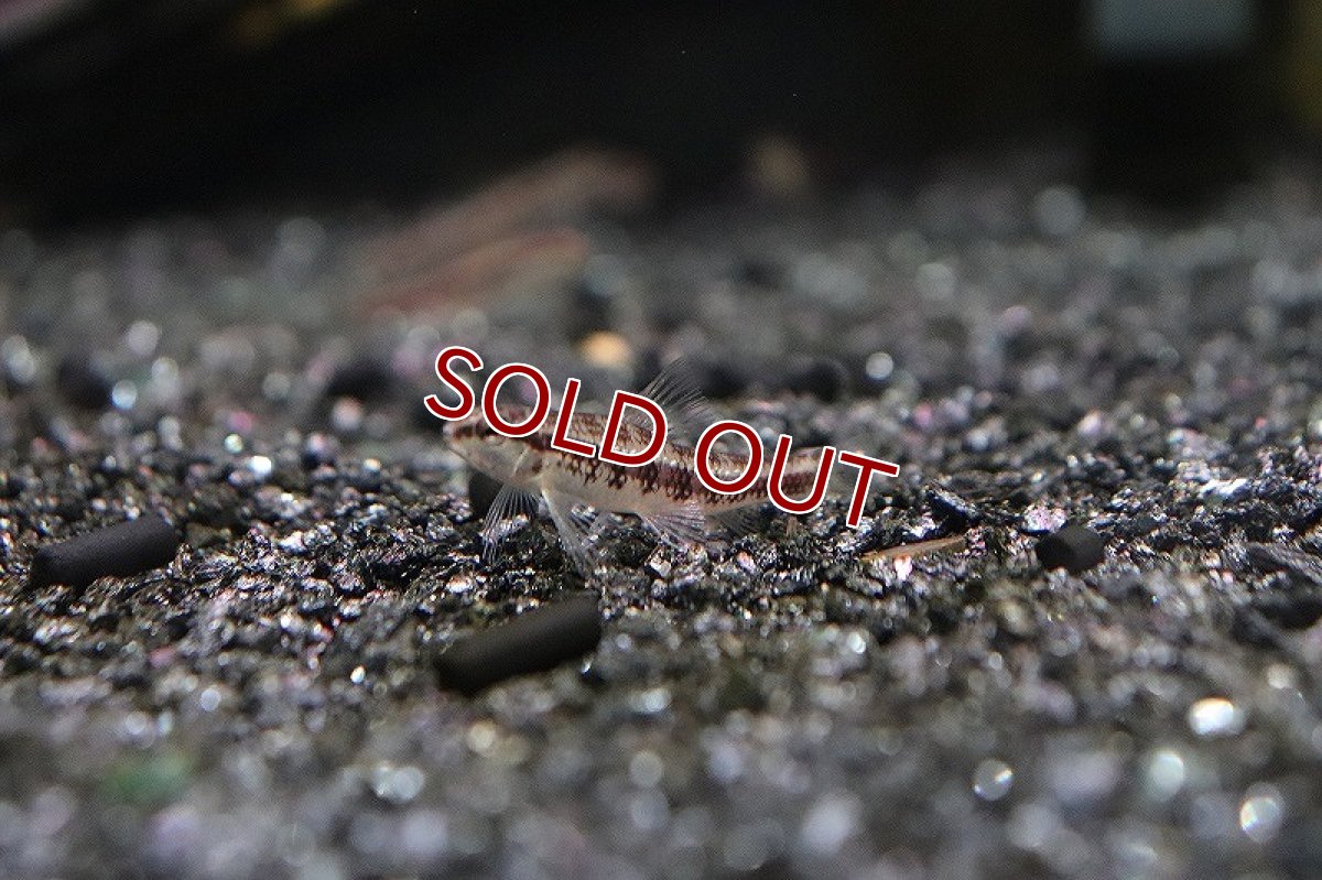 画像3: 【淡水魚】ゴールドラインブラックチェッカーダータテトラ リオ テレスピレス産 ワイルド【1匹】（生体）(珍カラ)（熱帯魚）NKCK (3)