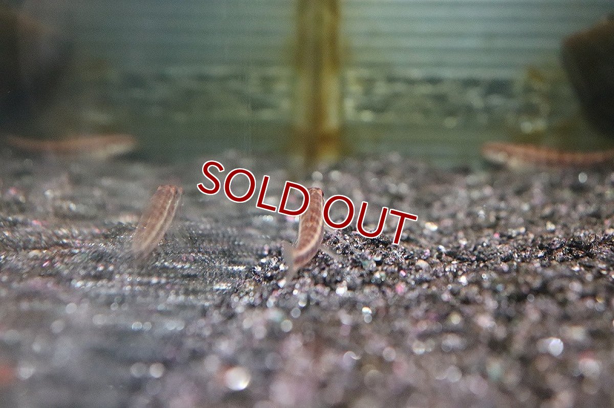 画像4: 【淡水魚】ゴールドラインブラックチェッカーダータテトラ リオ テレスピレス産 ワイルド【1匹】（生体）(珍カラ)（熱帯魚）NKCK (4)