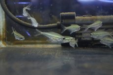 画像1: 【淡水魚】【通販】クリスタルブルーラインテトラ(リアル ヘテロカラックス マクロレピス) タパショス産 ワイルド【1匹】（生体）(珍カラ)（熱帯魚）NKCK (1)