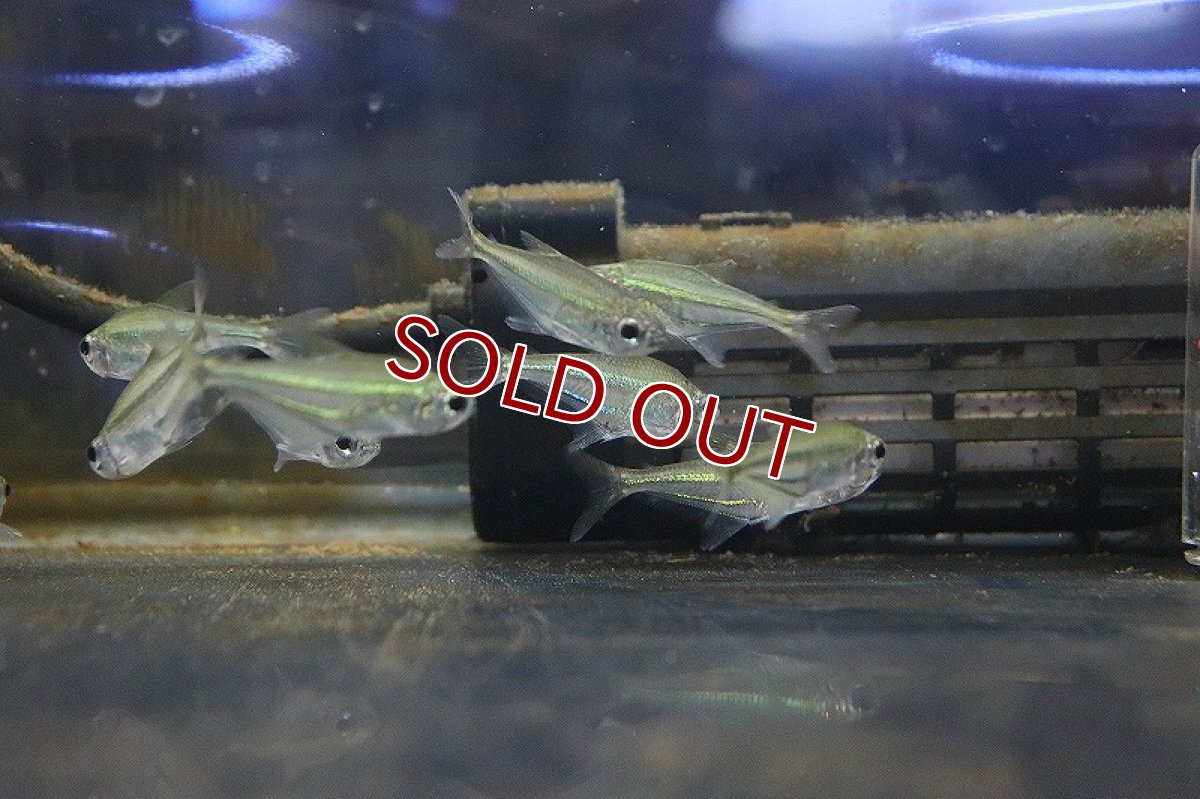 画像2: 【淡水魚】クリスタルブルーラインテトラ(リアル ヘテロカラックス マクロレピス) タパショス産 ワイルド【1匹】（生体）(珍カラ)（熱帯魚）NKCK (2)