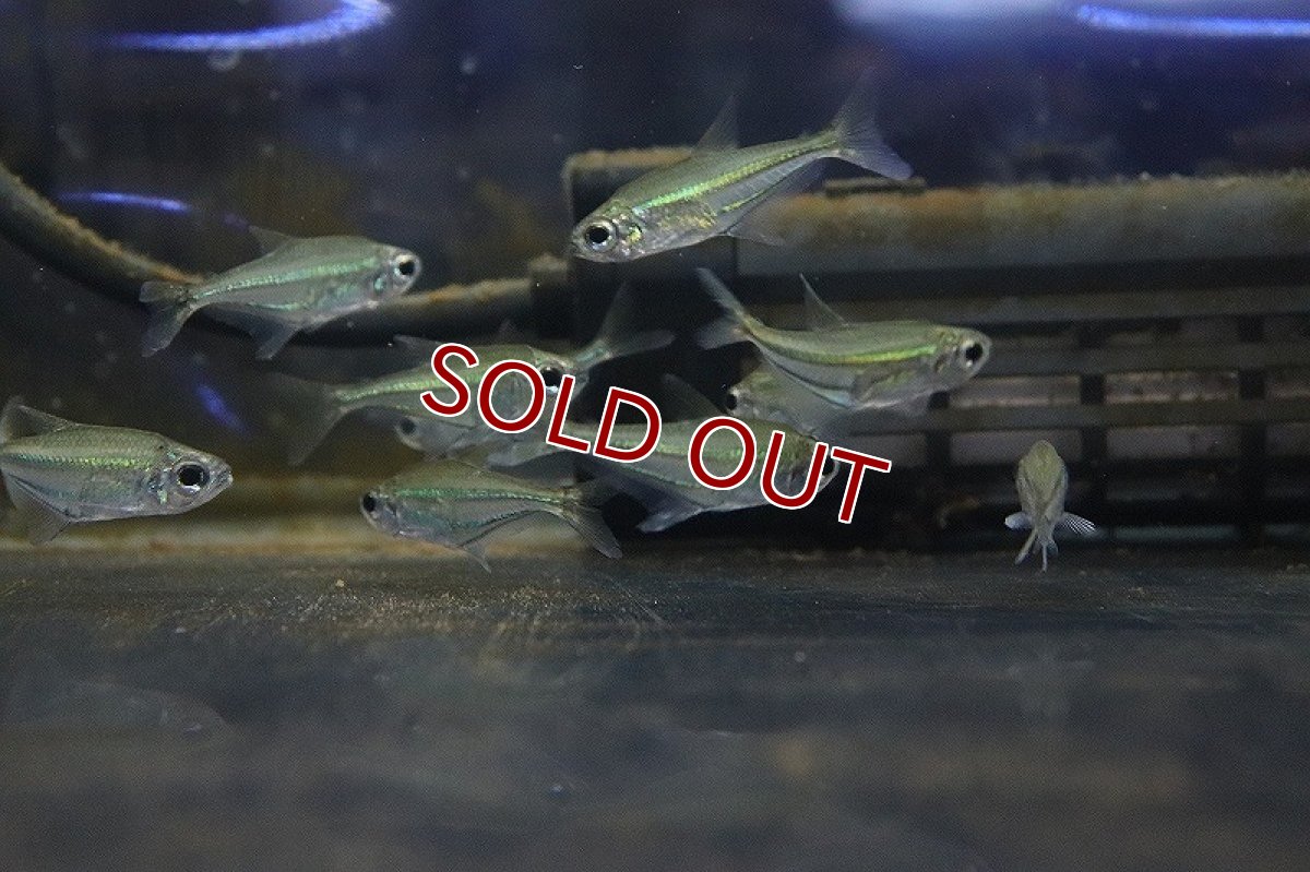 画像3: 【淡水魚】クリスタルブルーラインテトラ(リアル ヘテロカラックス マクロレピス) タパショス産 ワイルド【1匹】（生体）(珍カラ)（熱帯魚）NKCK (3)