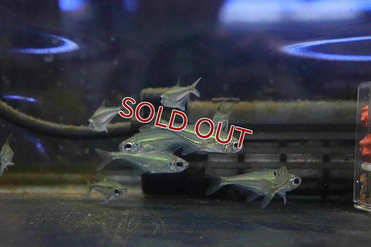 画像4: 【淡水魚】クリスタルブルーラインテトラ(リアル ヘテロカラックス マクロレピス) タパショス産 ワイルド【1匹】（生体）(珍カラ)（熱帯魚）NKCK (4)