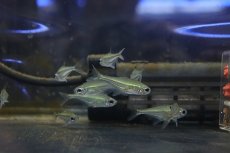 画像4: 【淡水魚】【通販】クリスタルブルーラインテトラ(リアル ヘテロカラックス マクロレピス) タパショス産 ワイルド【1匹】（生体）(珍カラ)（熱帯魚）NKCK (4)