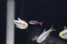 画像1: 【淡水魚】【通販】大特価 ハイフェソブリコン エイリョス マットグロッソ産 ワイルド【1匹 サンプル画像】（生体）(珍カラ)（熱帯魚）NKCK (1)