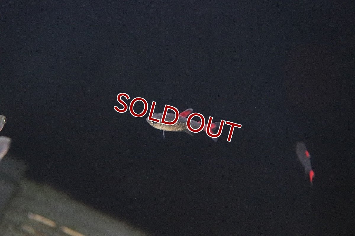 画像2: 【淡水魚】【通販】ハイフェソブリコン エイリョス マットグロッソ産 ワイルド【1匹 サンプル画像】（生体）(珍カラ)（熱帯魚）NKCK (2)