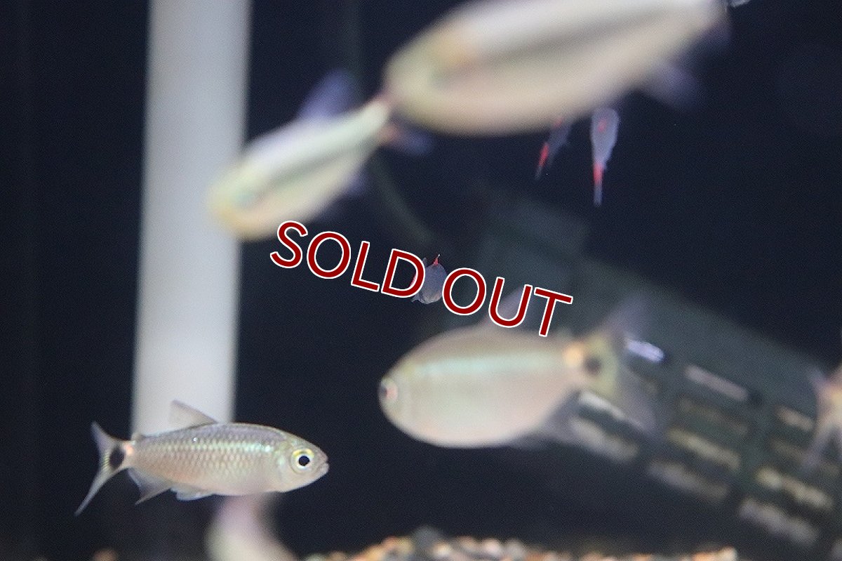 画像3: 【淡水魚】【通販】ハイフェソブリコン エイリョス マットグロッソ産 ワイルド【1匹 サンプル画像】（生体）(珍カラ)（熱帯魚）NKCK (3)