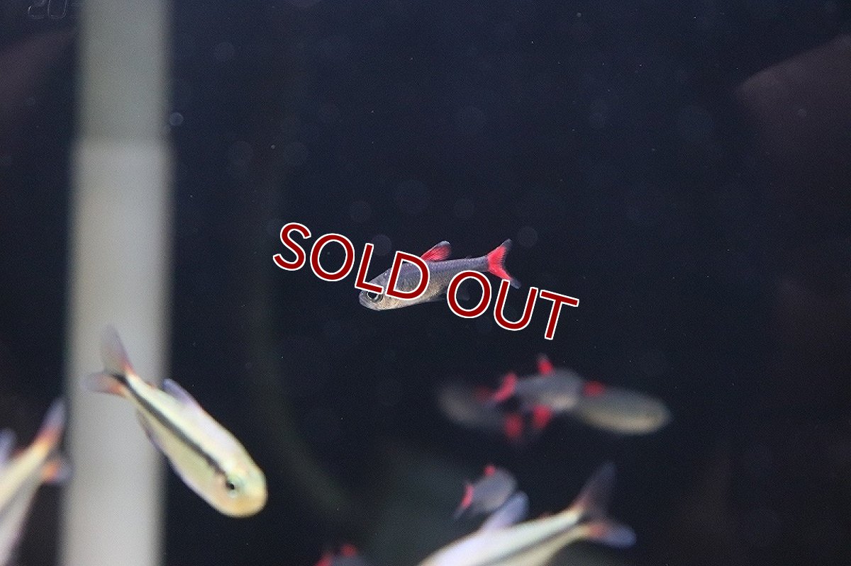 画像4: 【淡水魚】【通販】ハイフェソブリコン エイリョス マットグロッソ産 ワイルド【1匹 サンプル画像】（生体）(珍カラ)（熱帯魚）NKCK (4)