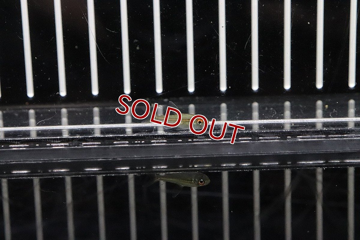 画像2: 【淡水魚】混じりカラシンsp 赤目赤線系 コロンビア ワイルド【1匹】（生体）(カラシン)（熱帯魚）NKCK (2)