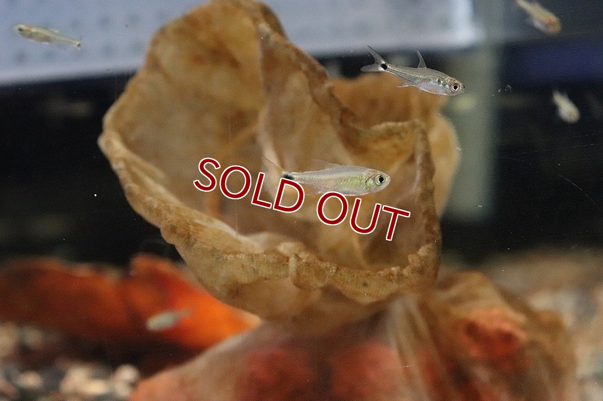 画像2: 【淡水魚】混じりカラシンsp コロンビア ワイルド【1匹】（生体）(カラシン)（熱帯魚）NKCK (2)