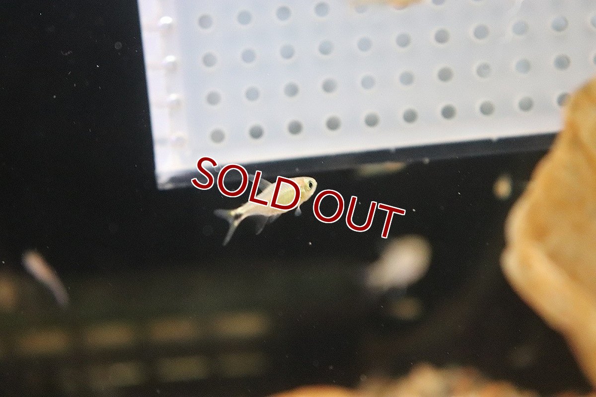 画像3: 【淡水魚】混じりカラシンsp コロンビア ワイルド【1匹】（生体）(カラシン)（熱帯魚）NKCK (3)