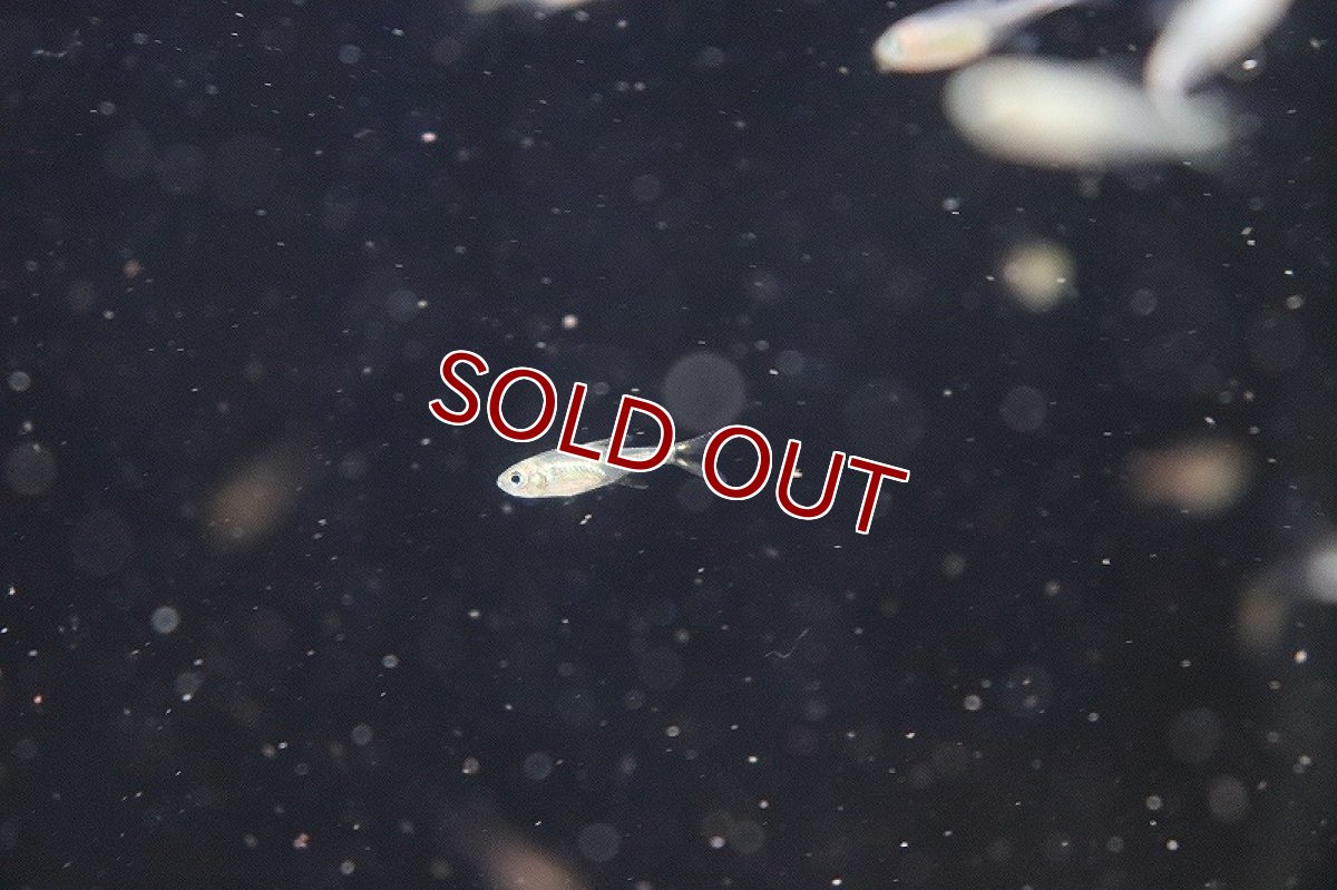 画像2: 【淡水魚】コロンビアカラシンspホタル ワイルド【1匹】（生体）(カラシン)（熱帯魚）NKCK (2)