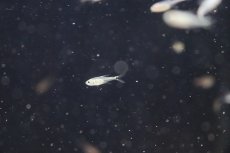 画像2: 【淡水魚】【通販】コロンビアカラシンspホタル ワイルド【1匹】（生体）(カラシン)（熱帯魚）NKCK (2)