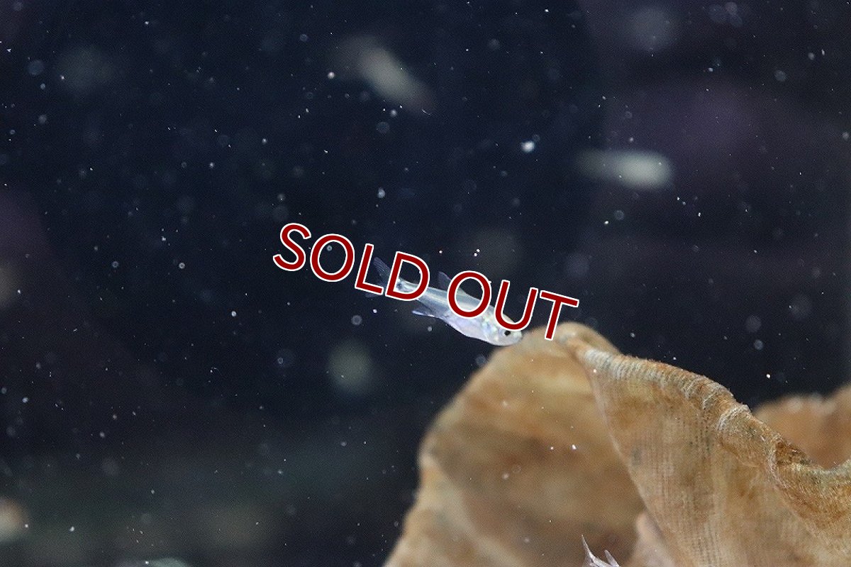 画像3: 【淡水魚】コロンビアカラシンspホタル ワイルド【1匹】（生体）(カラシン)（熱帯魚）NKCK (3)