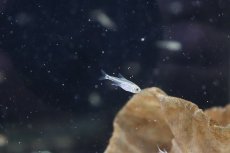 画像3: 【淡水魚】【通販】コロンビアカラシンspホタル ワイルド【1匹】（生体）(カラシン)（熱帯魚）NKCK (3)