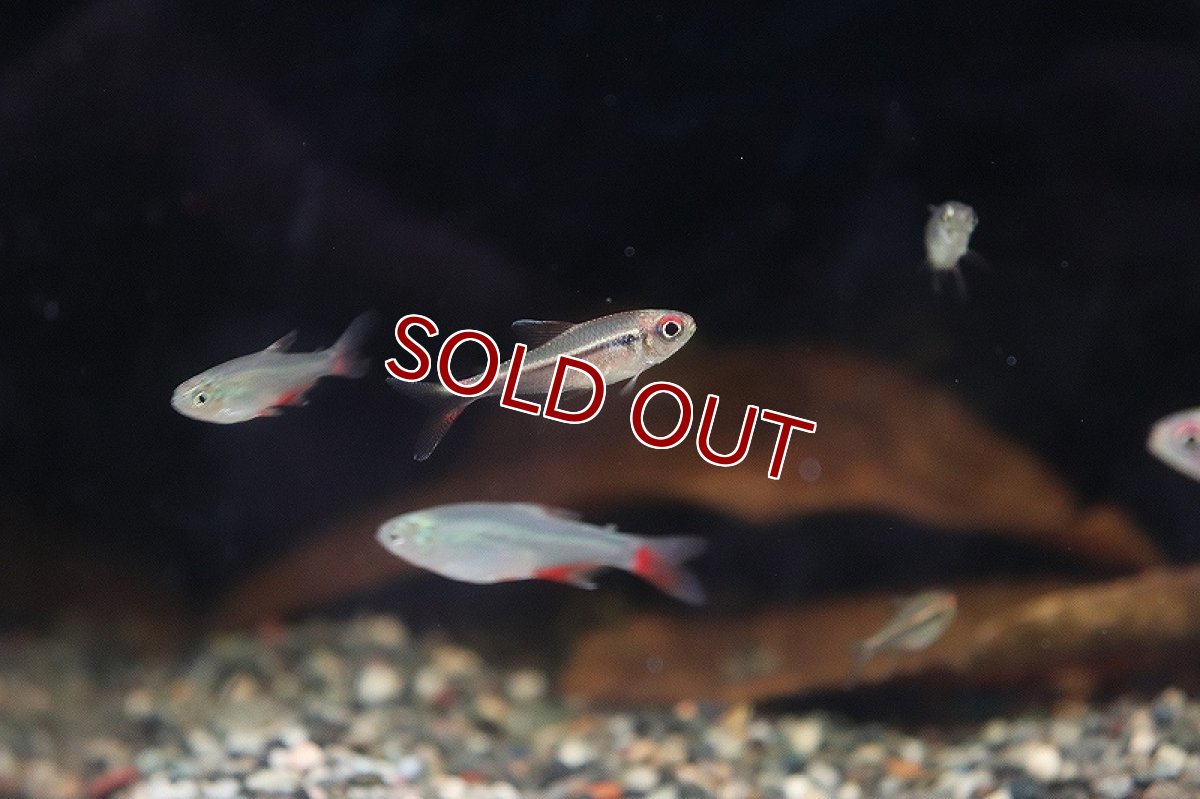 画像2: 【淡水魚】ハイフェソブリコンspアグーリャ リオアルア産 ワイルド【1匹】（生体）(珍カラ)（熱帯魚）NKCK (2)