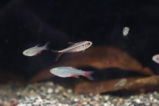 画像2: 【淡水魚】【通販】ハイフェソブリコンspアグーリャ リオアルア産 ワイルド【1匹】（生体）(珍カラ)（熱帯魚）NKCK (2)