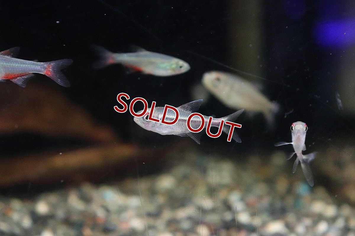 画像3: 【淡水魚】ハイフェソブリコンspアグーリャ リオアルア産 ワイルド【1匹】（生体）(珍カラ)（熱帯魚）NKCK (3)