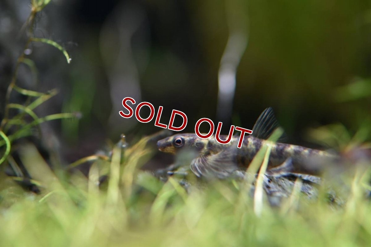 画像2: 【淡水魚】激レア グリーンジェットダータテトラ タパジョス産 ワイルド【1匹 サンプル画像】（生体）(珍カラ)（熱帯魚）NKCK (2)