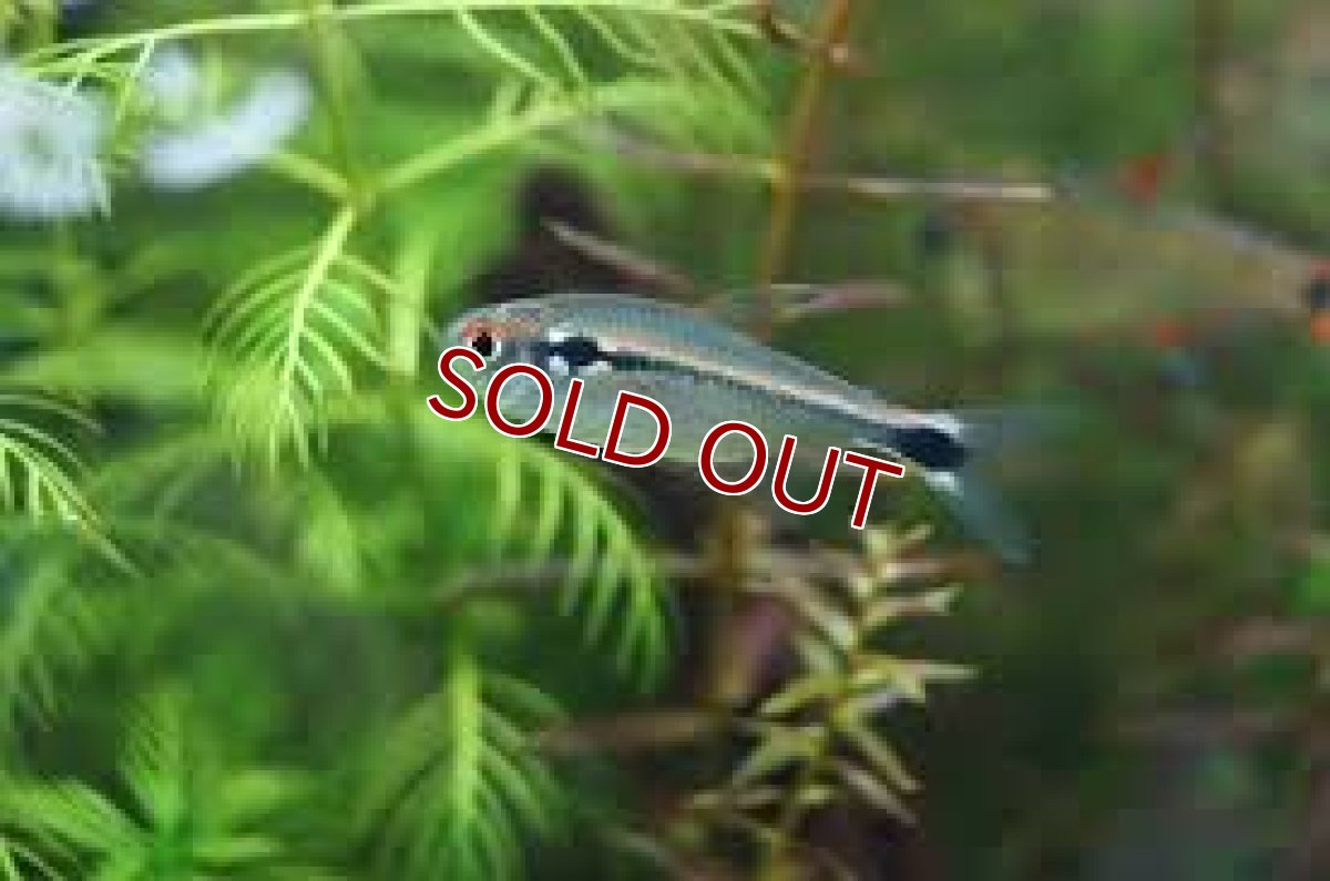 画像2: 【淡水魚】【通販】ファイヤーテールホタルテトラ ワイルド【1匹 サンプル画像】（生体）(珍カラ)（熱帯魚）NKCK (2)