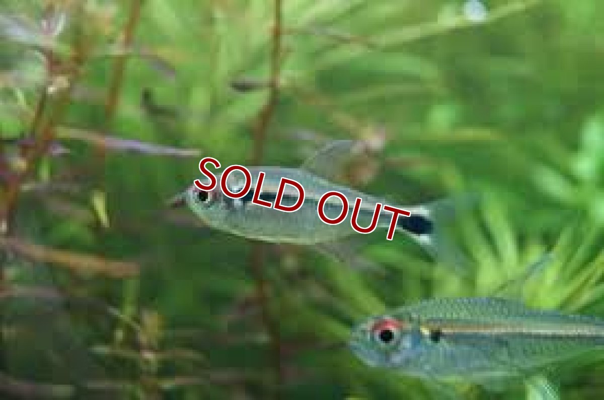 画像3: 【淡水魚】【通販】ファイヤーテールホタルテトラ ワイルド【1匹 サンプル画像】（生体）(珍カラ)（熱帯魚）NKCK (3)