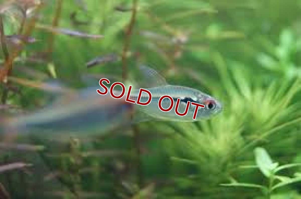 画像4: 【淡水魚】【通販】ファイヤーテールホタルテトラ ワイルド【1匹 サンプル画像】（生体）(珍カラ)（熱帯魚）NKCK (4)