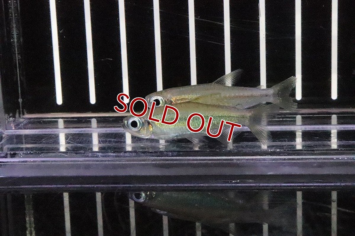 画像1: 【淡水魚】激レア ゴールデンコンゴテトラ スーパーリンゴ ワイルド【1匹】（生体）(珍カラ)（熱帯魚）NKCK (1)