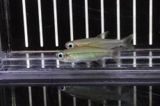 画像1: 【淡水魚】激レア ゴールデンコンゴテトラ スーパーリンゴ ワイルド【1匹】（生体）(珍カラ)（熱帯魚）NKCK (1)