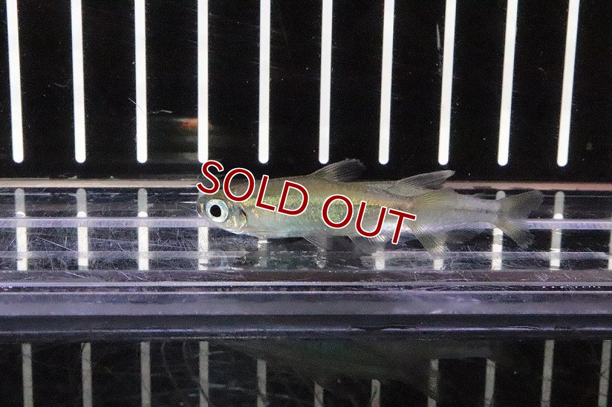 画像2: 【淡水魚】激レア ゴールデンコンゴテトラ スーパーリンゴ ワイルド【1匹】（生体）(珍カラ)（熱帯魚）NKCK (2)