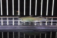 画像2: 【淡水魚】【通販】激レア ゴールデンコンゴテトラ スーパーリンゴ ワイルド【1匹】（生体）(珍カラ)（熱帯魚）NKCK (2)