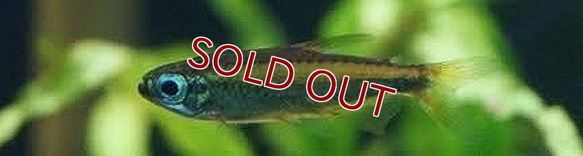 画像2: 【淡水魚】特価 ゴールデンコンゴテトラ ワイルド【1匹 サンプル画像】（生体）(珍カラ)（熱帯魚）NKCK (2)