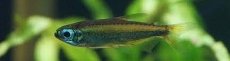 画像2: 【淡水魚】【通販】特価 ゴールデンコンゴテトラ ワイルド【1匹 サンプル画像】（生体）(珍カラ)（熱帯魚）NKCK (2)