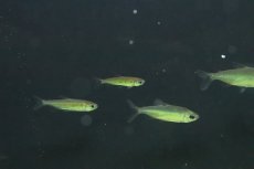 画像1: 【淡水魚】【通販】今回特価 激レア ファンタスティックレインボーコンゴテトラ ワイルド【1匹 サンプル画像】（生体）(珍カラ)（熱帯魚）NKCK (1)