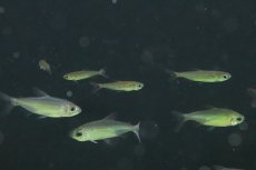 画像2: 【淡水魚】【通販】今回特価 激レア ファンタスティックレインボーコンゴテトラ ワイルド【1匹 サンプル画像】（生体）(珍カラ)（熱帯魚）NKCK (2)