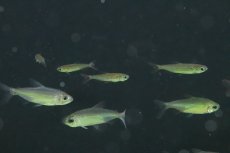 画像2: 【淡水魚】【通販】爆安 訳あり ファンタスティックレインボーコンゴテトラ ワイルド【1匹 サンプル画像】（生体）(珍カラ)（熱帯魚）NKCK (2)