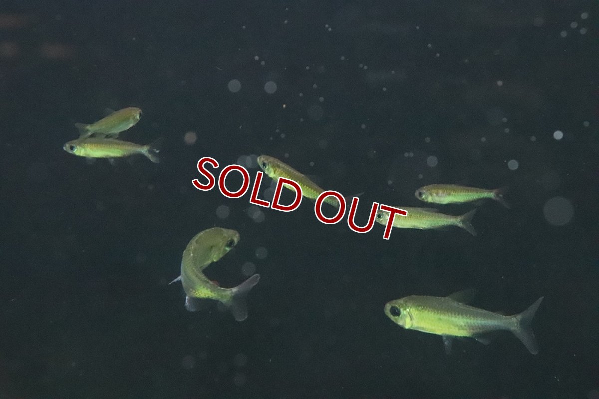 画像3: 【淡水魚】【通販】爆安 訳あり ファンタスティックレインボーコンゴテトラ ワイルド【1匹 サンプル画像】（生体）(珍カラ)（熱帯魚）NKCK (3)