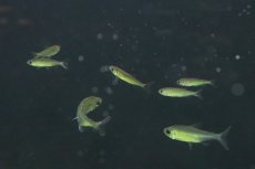画像3: 【淡水魚】【通販】爆安 訳あり ファンタスティックレインボーコンゴテトラ ワイルド【1匹 サンプル画像】（生体）(珍カラ)（熱帯魚）NKCK (3)