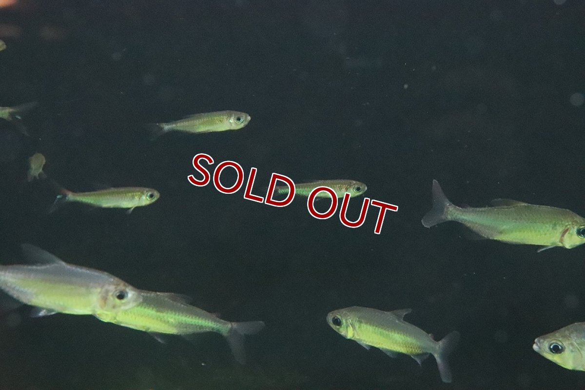 画像4: 【淡水魚】【通販】爆安 訳あり ファンタスティックレインボーコンゴテトラ ワイルド【1匹 サンプル画像】（生体）(珍カラ)（熱帯魚）NKCK (4)