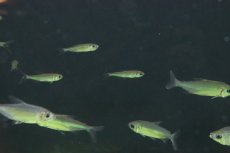 画像4: 【淡水魚】【通販】今回特価 激レア ファンタスティックレインボーコンゴテトラ ワイルド【1匹 サンプル画像】（生体）(珍カラ)（熱帯魚）NKCK (4)