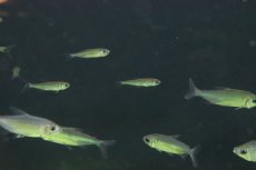 画像4: 【淡水魚】【通販】爆安 訳あり ファンタスティックレインボーコンゴテトラ ワイルド【1匹 サンプル画像】（生体）(珍カラ)（熱帯魚）NKCK (4)
